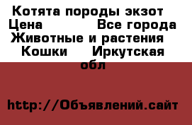 Котята породы экзот › Цена ­ 7 000 - Все города Животные и растения » Кошки   . Иркутская обл.